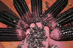 Purple Corn