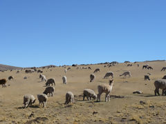 Alpacas