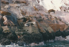 Ballestas Islands, Paracas