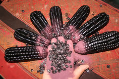 Purple Corn