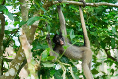 Gray Woolly Monkey