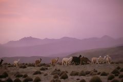 Salinas and Aguada Blanca National Reserve