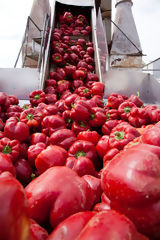 Pepper Processing