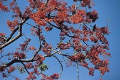 Tree in the Ceja de Selva