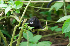 Saddle back tamarin