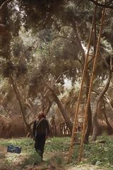 Olive Trees, Moquegua