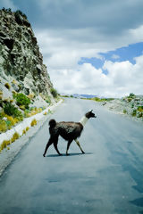 Llama in the Colca