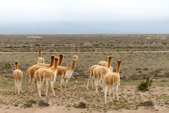 Vicuas at Salinas and Aguada Blanca