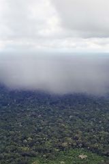 Amazonian forest