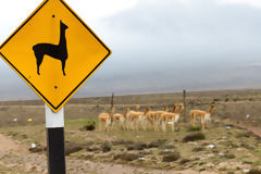 Vicuas at Salinas and Aguada Blanca