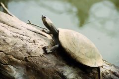 Taricaya Turtle