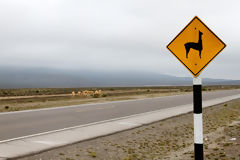 Vicuas at Salinas and Aguada Blanca