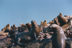 Ballestas Islands, Paracas