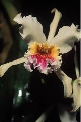 Orchid Catleya rex