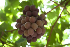 Grape Cultivation