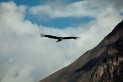 Andean Condor