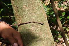 Tree Snake