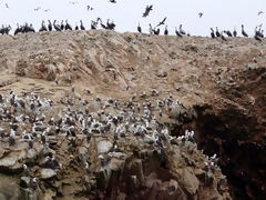 Ballestas Islands, Paracas