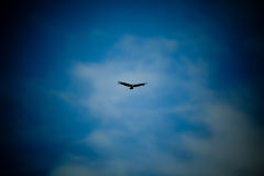 Andean Condor