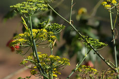 Wild Flowers