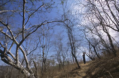 Dry Forest, Amotape