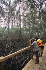 Tourists in the Tumbes Mangroves