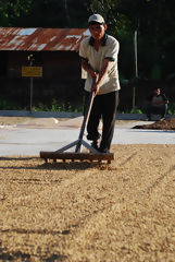 Raking and Drying Organic Coffee