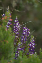 Wild Flowers, Kulap