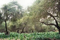 Algarrobo trees with corn in San Jos de Moro