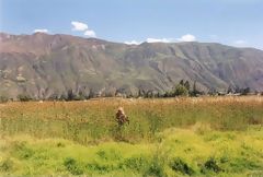 Black Cordillera