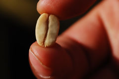 Pergamino Coffee Bean