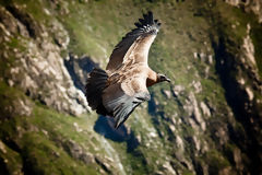 Andean Condor