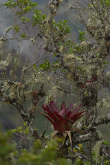 Wild Flowers, Kulap