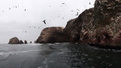 Ballestas Islands, Paracas