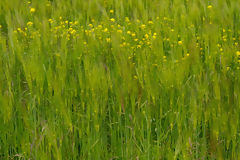 Barley Fields in Colca