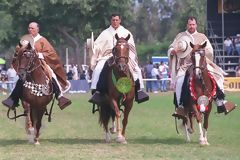 Peruvian Paso Horses