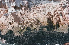 Ballestas Islands, Paracas