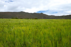 Barley Fields in Colca