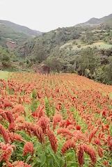 Kiwicha Cultivation