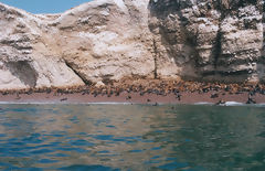 Ballestas Islands, Paracas