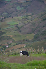 Tingo Landscape