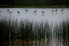 Ventanilla Wetlands