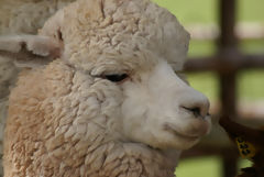 Alpaca Exhibition