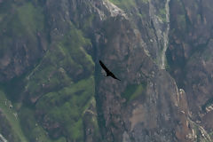 Condor in Colca