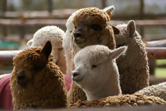 Alpaca Exhibition