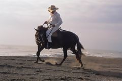 Peruvian Paso horse