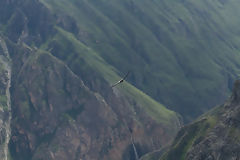 Condor in Colca