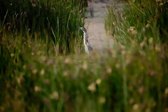 Ventanilla Wetlands