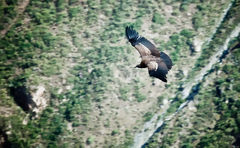 Andean Condor