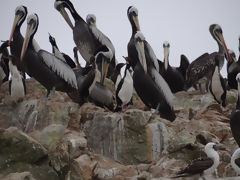 Ballestas Islands, Paracas